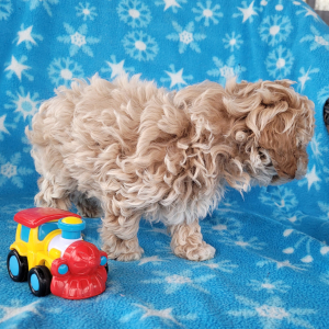 Poodle Puppy Blake