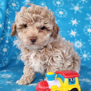 Poodle Puppy Blake