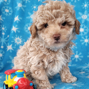 Poodle Puppy Blake