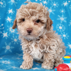 Poodle Puppy Blake