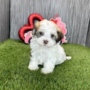 Havanese Puppy Mason