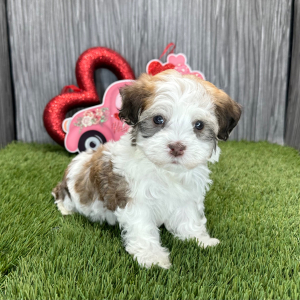 Havanese Puppy Mason