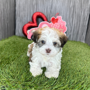 Havanese Puppy Mason