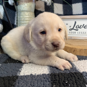 Labrador Retriever Puppy Homer