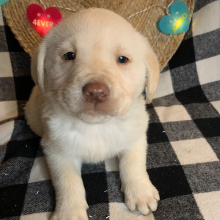 Labrador Retriever Puppy Homer