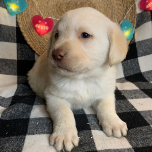 Labrador Retriever Puppy Homer