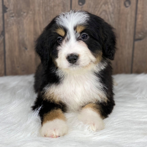 Bernedoodle Puppy Morgan