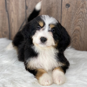 Bernedoodle Puppy Morgan
