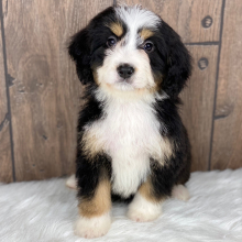 Bernedoodle Puppy Morgan