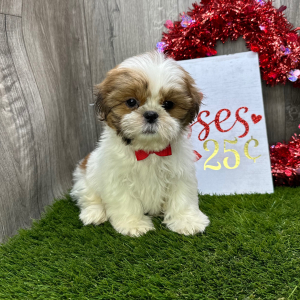 Shih Tzu Puppy Jeriah