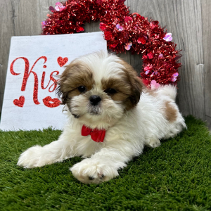 Shih Tzu Puppy Jeriah