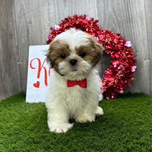 Shih Tzu Puppy Jeriah