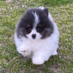 Pomeranian Puppy Karson