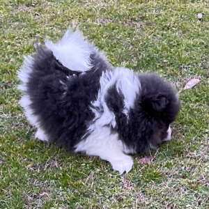 Pomeranian Puppy Karson