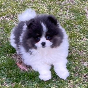 Pomeranian Puppy Karson