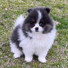 Pomeranian Puppy Karson