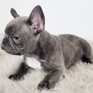French Bulldog Puppy Noah