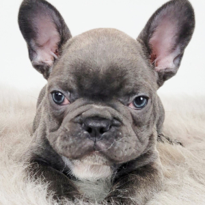 French Bulldog Puppy Noah
