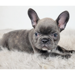 French Bulldog Puppy Noah