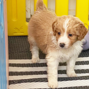Aussiedoodle Puppy Nioka