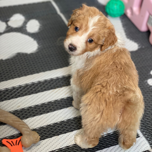 Aussiedoodle Puppy Nioka