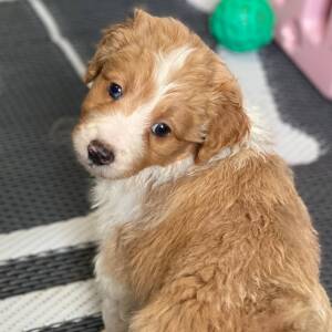 Aussiedoodle Puppy Nioka