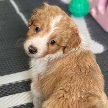 Aussiedoodle Puppy Nioka