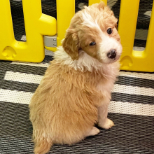Aussiedoodle Puppy Nioka