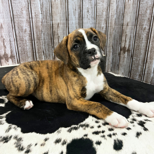 Boxer Puppy Sunnie