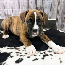 Boxer Puppy Sunnie