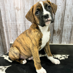 Boxer Puppy Sunnie