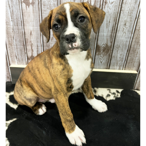Boxer Puppy Sunnie