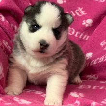 Pomsky Puppy Rainey