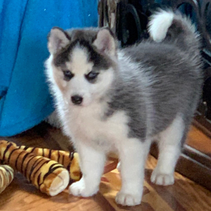 Pomsky Puppy Rainey