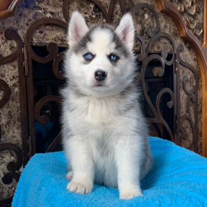 Pomsky Puppy Rainey