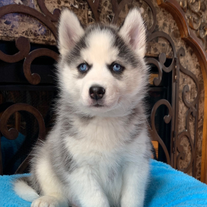 Pomsky Puppy Rainey