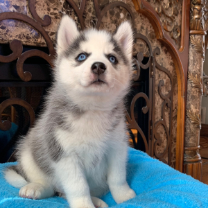 Pomsky Puppy Rainey