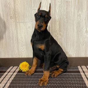 Doberman Pinscher Puppy Forest