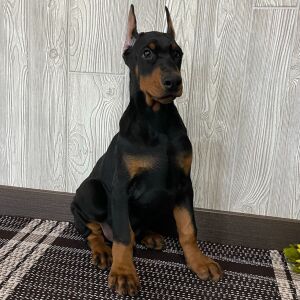 Doberman Pinscher Puppy Forest