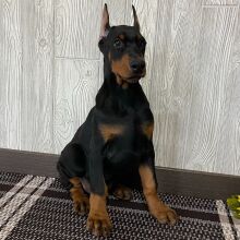 Doberman Pinscher Puppy Forest