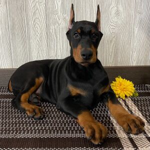 Doberman Pinscher Puppy Forest
