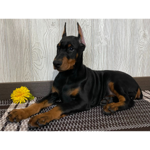 Doberman Pinscher Puppy Forest