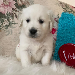 Golden Retriever Puppy Fancy Avery