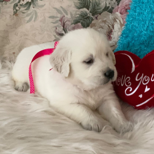 Golden Retriever Puppy Fancy Avery