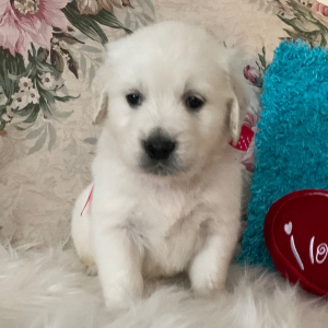 Golden Retriever Puppy Fancy Avery