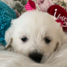 Golden Retriever Puppy Fancy Avery