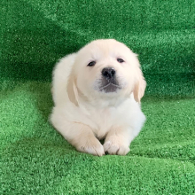 Golden Retriever Puppy Fancy Avery