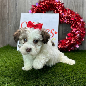 Havanese Puppy Iva