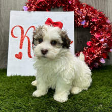 Havanese Puppy Iva