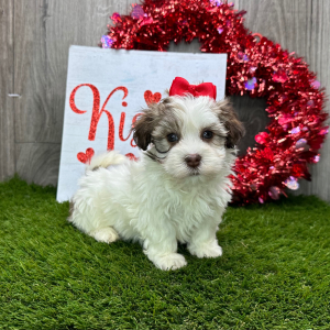 Havanese Puppy Iva